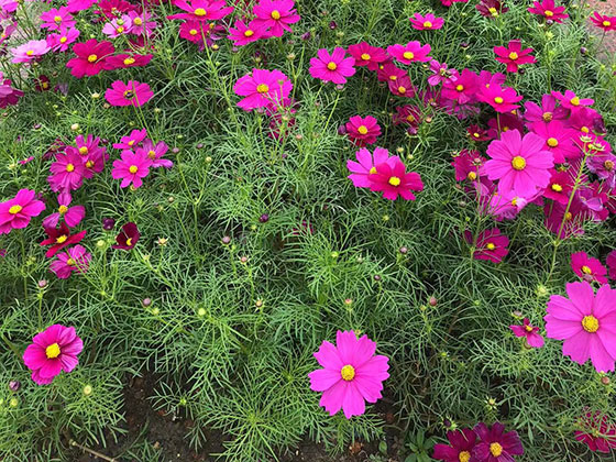 汕尾鲜花绿植租赁|工业园绿化设计